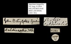 Caldubotys caldusalis • All Rights Reserved Museum Label