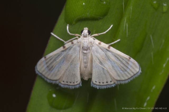 Cataclysta angulata • © Marcus Ng Fu Chuan • CC BY-NC-ND 4.0