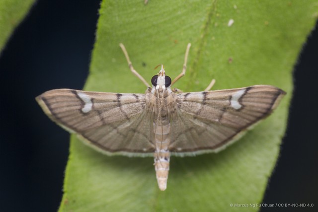 Chalcidoptera appensalis • © Marcus Ng Fu Chuan • CC BY-NC-ND 4.0