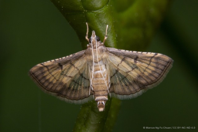 Cnaphalocrocis trebiusalis • © Marcus Ng Fu Chuan • CC BY-NC-ND 4.0