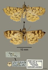Conogethes punctiferalis • © OUMNH • All Rights Reserved