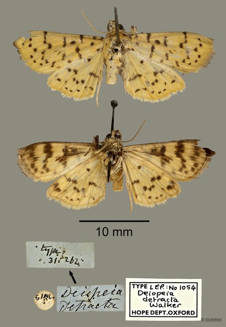 Conogethes punctiferalis • © OUMNH • All Rights Reserved