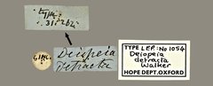 Conogethes punctiferalis • All Rights Reserved Museum Label