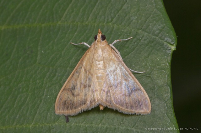 Crypsiptya coclesalis • © Marcus Ng Fu Chuan • CC BY-NC-ND 4.0