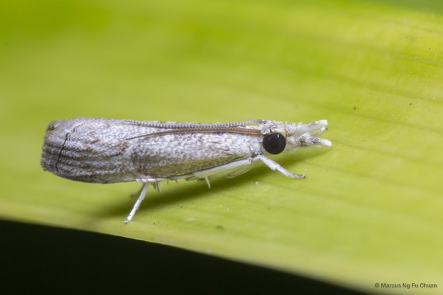 Culladia hastiferalis • © Marcus Ng Fu Chuan • All Rights Reserved