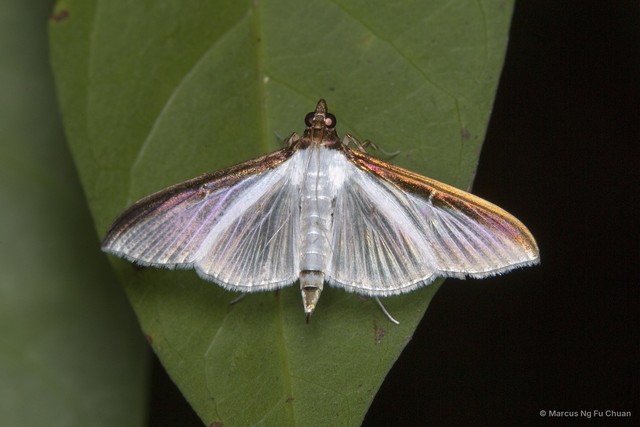 Cydalima laticostalis • © Marcus Ng Fu Chuan • All Rights Reserved