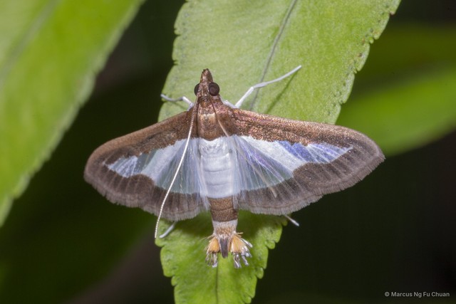 Diaphania indica • © Marcus Ng Fu Chuan • All Rights Reserved