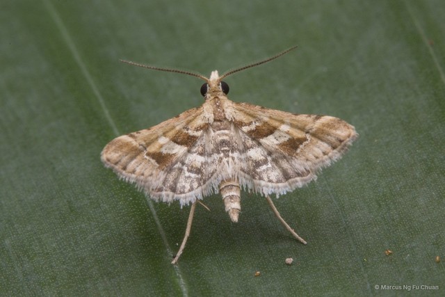 Diasemia accalis • © Marcus Ng Fu Chuan • All Rights Reserved