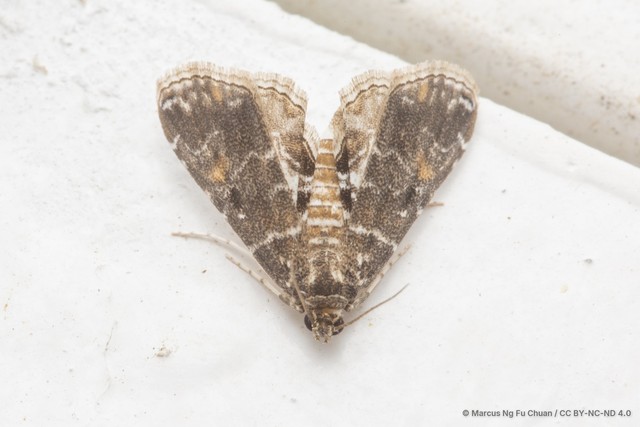Elophila manilensis • © Marcus Ng Fu Chuan • CC BY-NC-ND 4.0