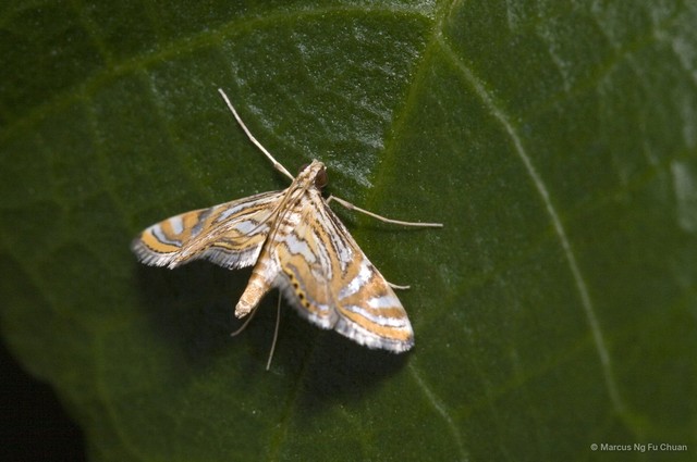 Eristena sp. "6abefece" • © Marcus Ng Fu Chuan • All Rights Reserved