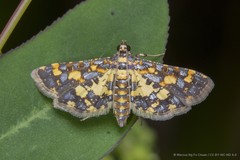 Eurrhyparodes tricoloralis (Zeller, 1852)