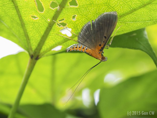 Filodes fulvidorsalis • © Gan Cheong Weei • CC BY-NC 4.0