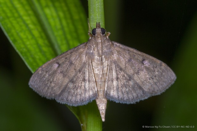 Herpetogramma licarsisalis • © Marcus Ng Fu Chuan • CC BY-NC-ND 4.0