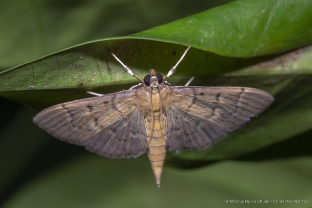 Herpetogramma rudis • © Marcus Ng Fu Chuan • CC BY-NC-ND 4.0