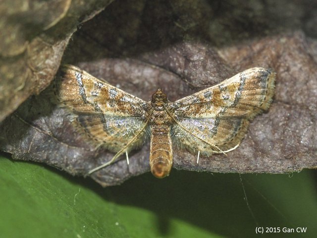 Hydriris ornatalis • © Gan Cheong Weei • CC BY-NC 4.0