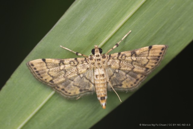 Lamprosema tampiusalis • © Marcus Ng Fu Chuan • CC BY-NC-ND 4.0