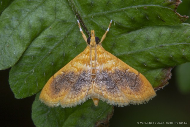 Mabra eryxalis • © Marcus Ng Fu Chuan • CC BY-NC-ND 4.0