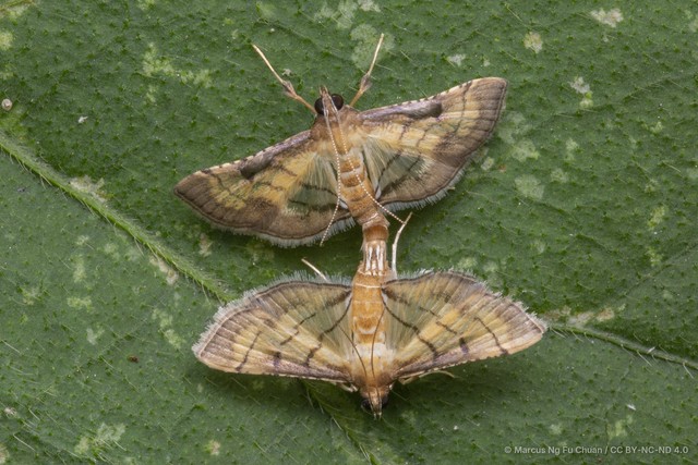Marasmia poeyalis • © Marcus Ng Fu Chuan • CC BY-NC-ND 4.0