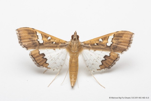 Maruca vitrata • © Marcus Ng Fu Chuan • CC BY-NC-ND 4.0