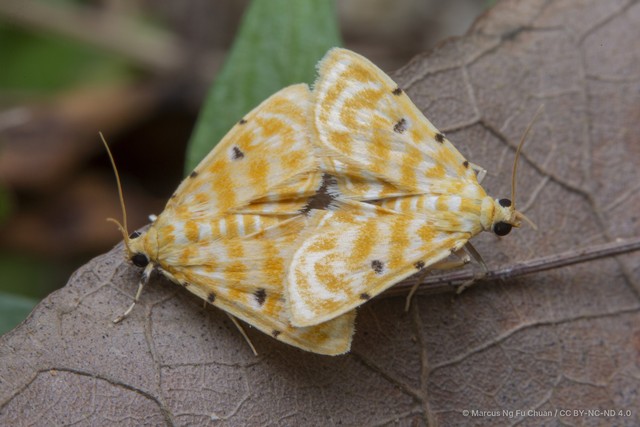 Notarcha aurolinealis • © Marcus Ng Fu Chuan • CC BY-NC-ND 4.0