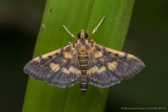 Omiodes diemenalis • © Marcus Ng Fu Chuan • CC BY-NC-ND 4.0