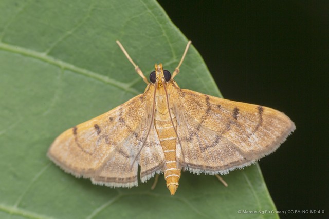 Omiodes indicata • © Marcus Ng Fu Chuan • CC BY-NC-ND 4.0
