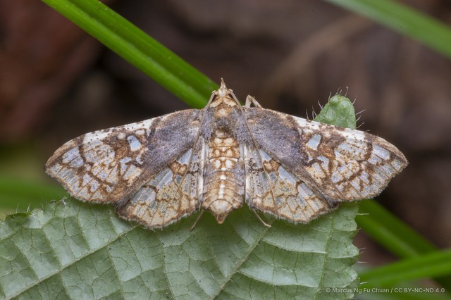 Omphisa anastomosalis • © Marcus Ng Fu Chuan • CC BY-NC-ND 4.0