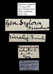 Palpita cirralis • All Rights Reserved Museum Label