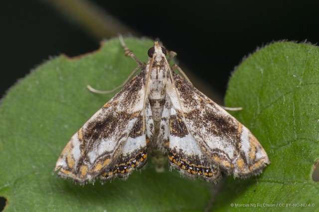 Paracataclysta fuscalis • © Marcus Ng Fu Chuan • CC BY-NC-ND 4.0