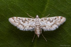 Parapoynx diminutalis