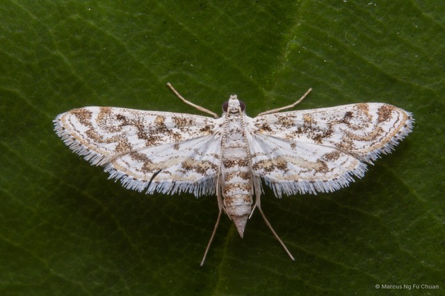 Parapoynx diminutalis • © Marcus Ng Fu Chuan • All Rights Reserved