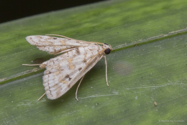 Parapoynx stagnalis • © Marcus Ng Fu Chuan • All Rights Reserved