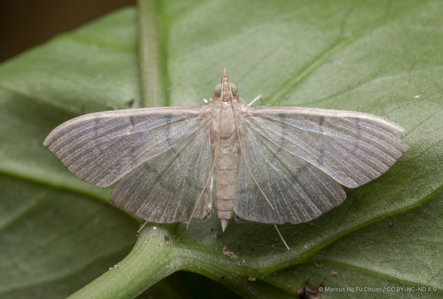 Poliobotys ablactalis • © Marcus Ng Fu Chuan • CC BY-NC-ND 4.0