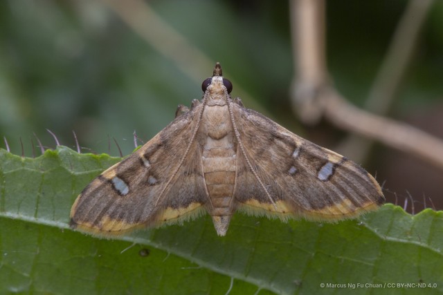 Prophantis adusta • © Marcus Ng Fu Chuan • CC BY-NC-ND 4.0