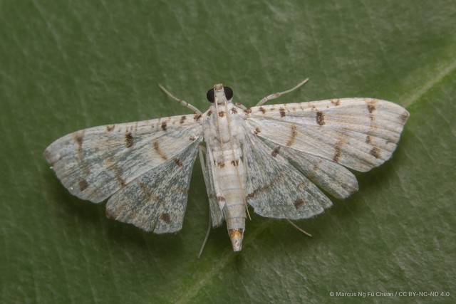 Pycnarmon cribrata • © Marcus Ng Fu Chuan • CC BY-NC-ND 4.0