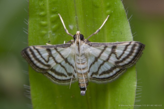 Ravanoa xiphialis • © Marcus Ng Fu Chuan • CC BY-NC-ND 4.0