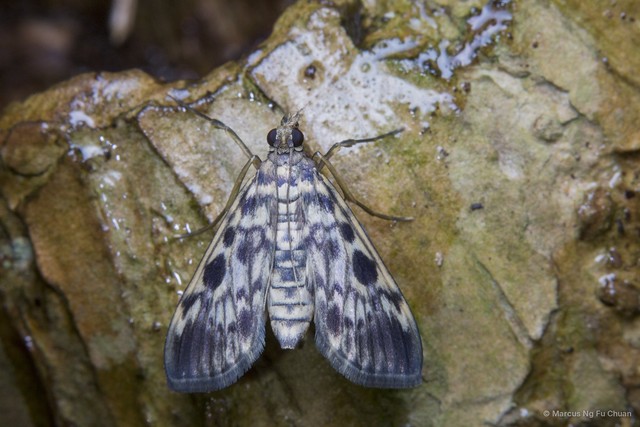 Rhimphaliodes macrostigma • © Marcus Ng Fu Chuan • All Rights Reserved