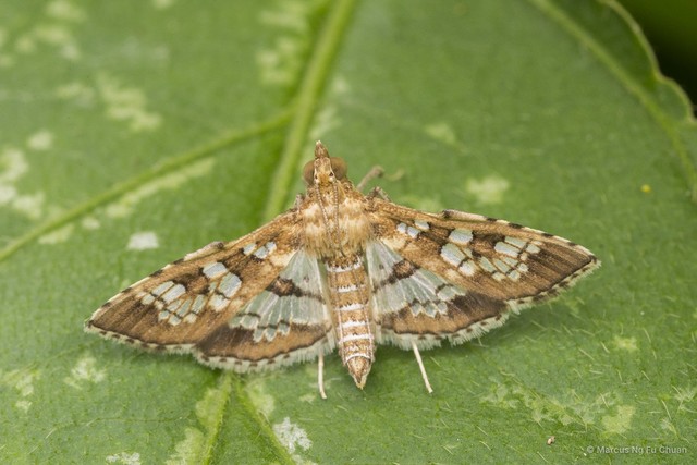 Sameodes cancellalis • © Marcus Ng Fu Chuan • All Rights Reserved