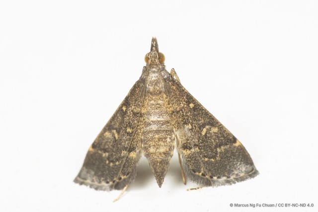 Symmoracma minoralis • © Marcus Ng Fu Chuan • CC BY-NC-ND 4.0
