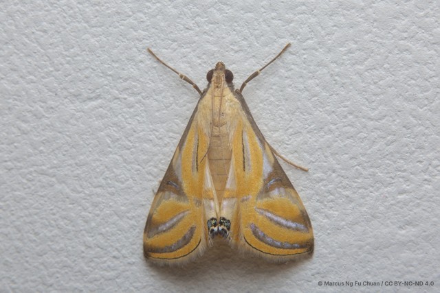 Talanga sexpunctalis • © Marcus Ng Fu Chuan • CC BY-NC-ND 4.0