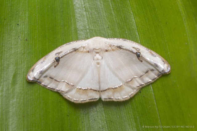 Callidrepana gelidata • © Marcus Ng Fu Chuan • CC BY-NC-ND 4.0