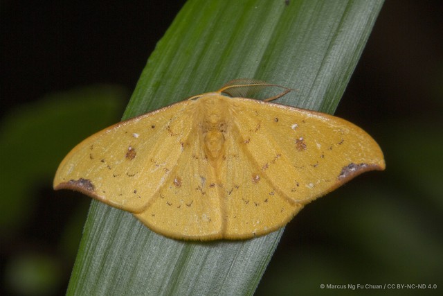 Tridrepana fulvata • © Marcus Ng Fu Chuan • CC BY-NC-ND 4.0
