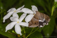 Achaea janata