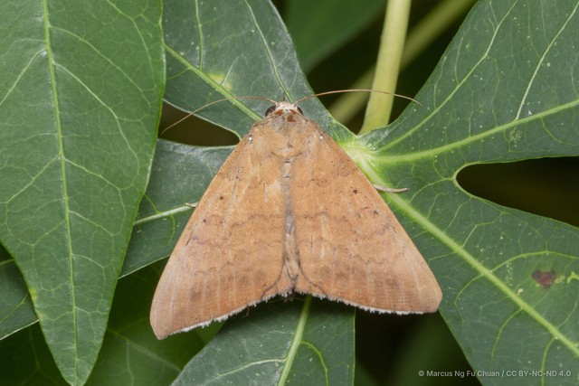 Achaea serva • © Marcus Ng Fu Chuan • CC BY-NC-ND 4.0