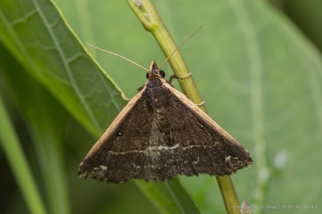 Adrapsa ablualis • © Marcus Ng Fu Chuan • CC BY-NC-ND 4.0