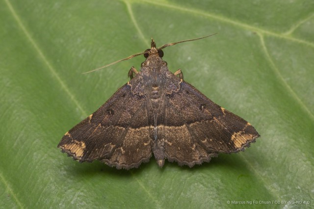Adrapsa ereboides • © Marcus Ng Fu Chuan • CC BY-NC-ND 4.0