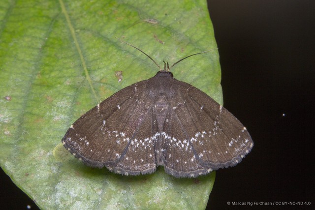 Adrapsa geometroides • © Marcus Ng Fu Chuan • CC BY-NC-ND 4.0