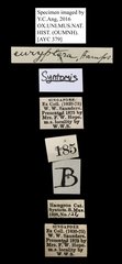 Amata dilatata • All Rights Reserved Museum Label