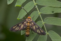 Amata huebneri