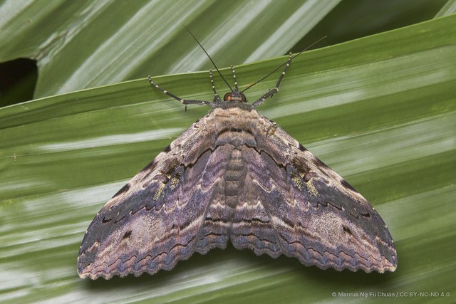 Anisoneura salebrosa • © Marcus Ng Fu Chuan • CC BY-NC-ND 4.0